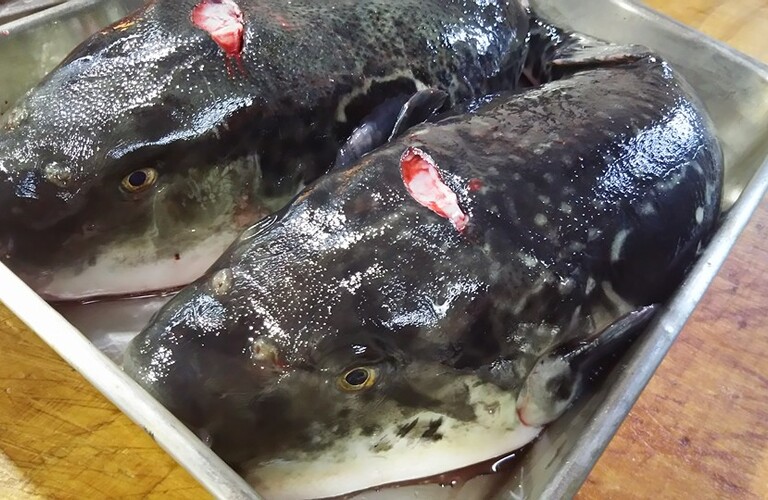 横浜・川崎エリアでふぐの王様「とらふぐ」を味わう　割烹味香佐